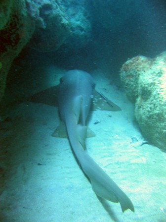 Nurse Shark it Nursey in Runaway Bay Jamaica